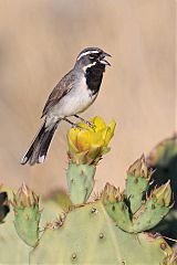 Black-throated Sparrow